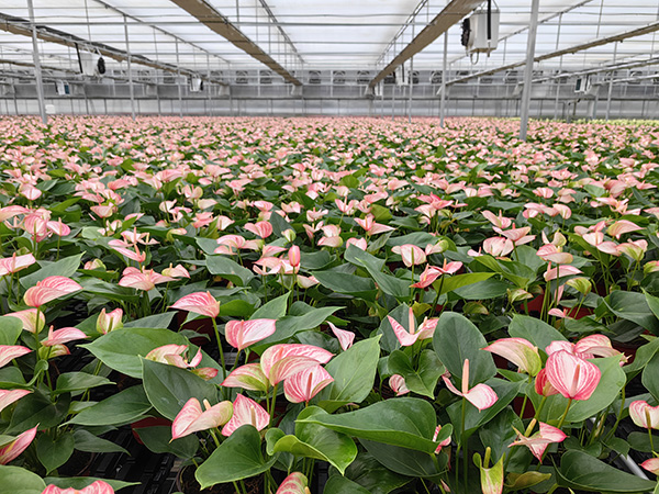 资料正在准备中......